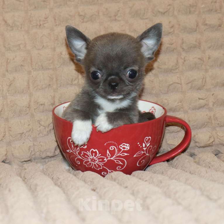 Собаки в Москве: Голубая МИНИ чихуа Девочка, 120 000 руб. - фото 4