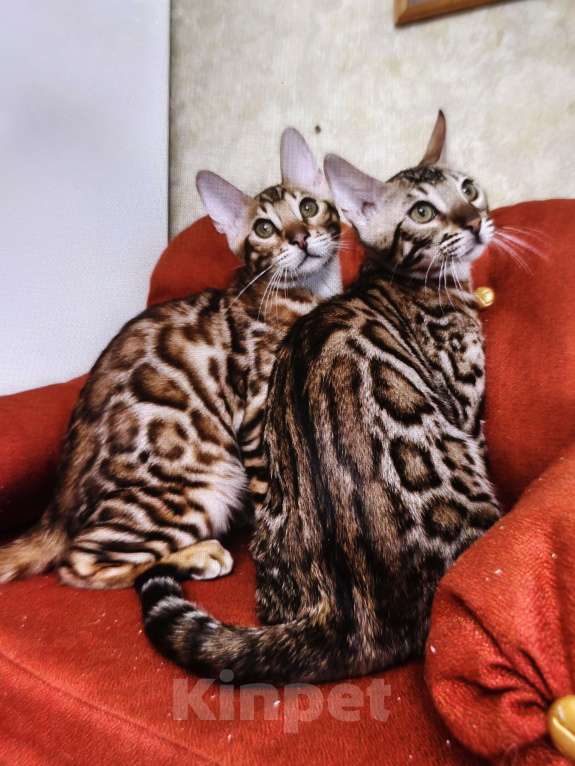 Кошки в Лыткарино: Бенгальский мальчик  с документами Мальчик, 20 000 руб. - фото 1