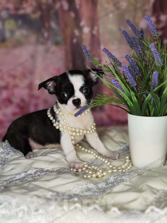 Собаки в Сергиеве Посаде: Девочка Кобби тип Девочка, 25 000 руб. - фото 2