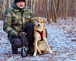 Собаки в Москве: Идеальный компаньон для всей семьи, молодая собака Лесса в добрые руки Девочка, Бесплатно - фото 2