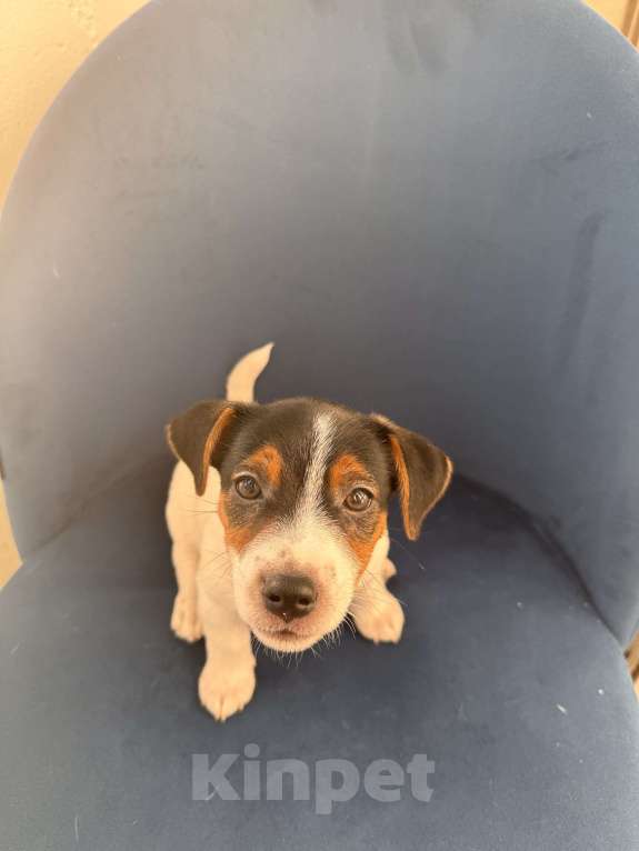 Собаки в Челябинске: Двойка Мальчик, 18 000 руб. - фото 2