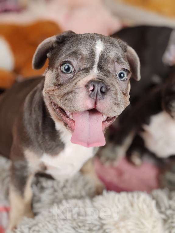 Собаки в Санкт-Петербурге: Шикарные щенки голубые шоколад лиловые Девочка, 60 000 руб. - фото 8