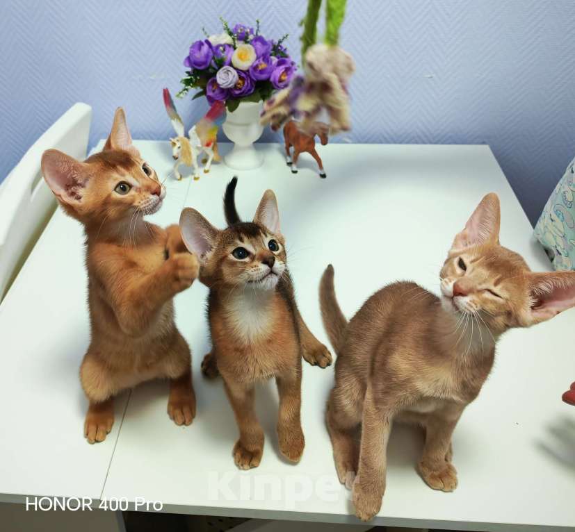Кошки в Москве: Абиссинские котята  Девочка, 45 000 руб. - фото 7