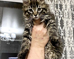 Кошки в Шатуре: Мей-кун котенок Девочка, 10 000 руб. - фото 5