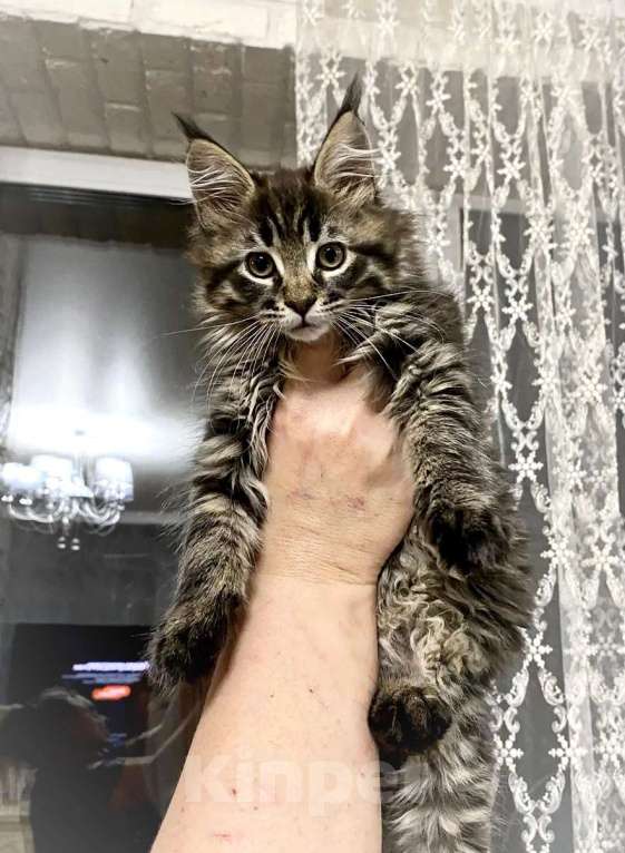 Кошки в Шатуре: Мей-кун котенок Девочка, 10 000 руб. - фото 5