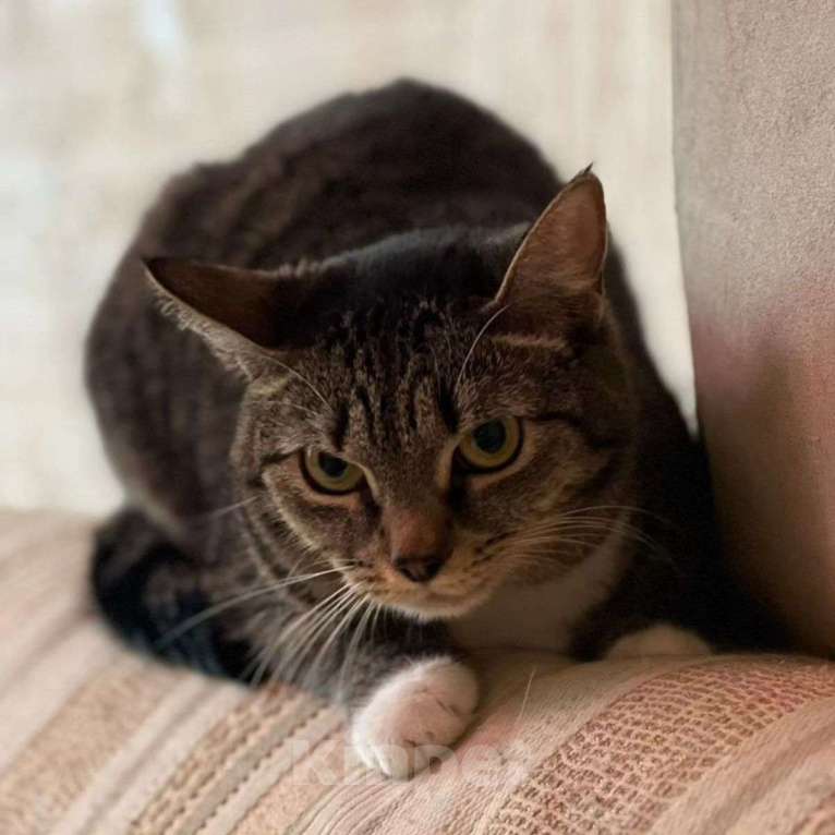 Кошки в Москве: Кики никто не выбирает Девочка, Бесплатно - фото 3