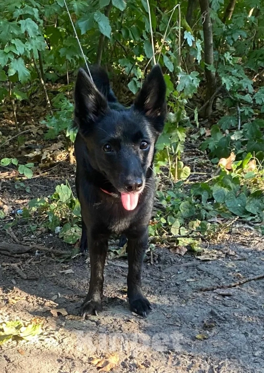 Собаки в Ростове-на-Дону: Ральф очень ждет своих родителей! Мальчик, Бесплатно - фото 1