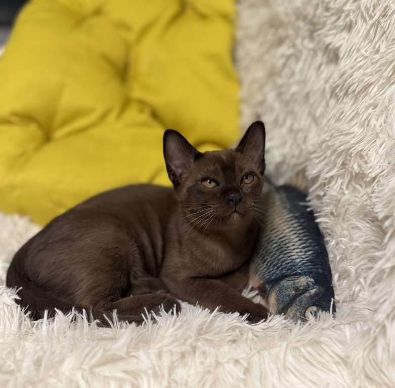 Кошки в Москве: Котята Европейская Бурма Мальчик, 80 000 руб. - фото 4