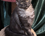 Кошки в Петергофе: Девулечка куночка  Девочка, 40 000 руб. - фото 1