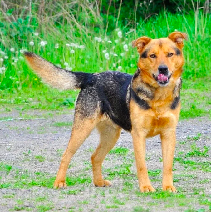 Собаки в Ярославле: Виндизель ждет Вас в приюте! Мальчик, Бесплатно - фото 2