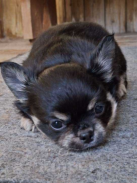 Собаки в других городах Калужской области: Мальчик черный триколор Мальчик, 50 000 руб. - фото 4