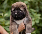 Собаки в Москве: Кавказская овчарка Мальчик, 45 000 руб. - фото 1