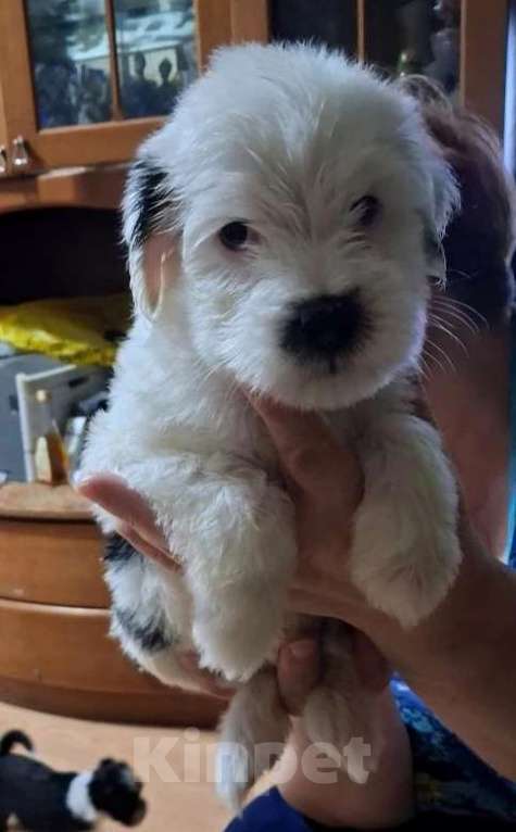 Собаки в Воскресенске: Тибетский терьер щенки Мальчик, 75 000 руб. - фото 2