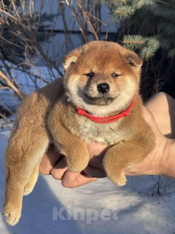 Собаки в Москве: Сиба-ину девочка Девочка, 50 000 руб. - фото 1