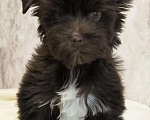 Собаки в Москве: Цветной йорк Мальчик, 56 000 руб. - фото 2