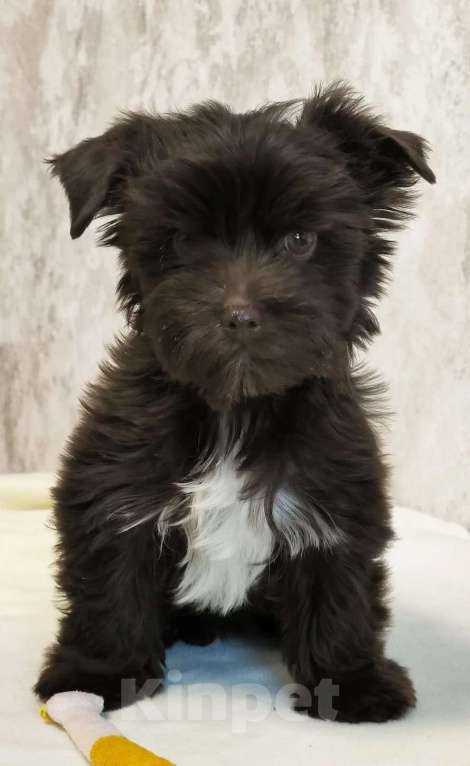 Собаки в Москве: Цветной йорк Мальчик, 56 000 руб. - фото 2