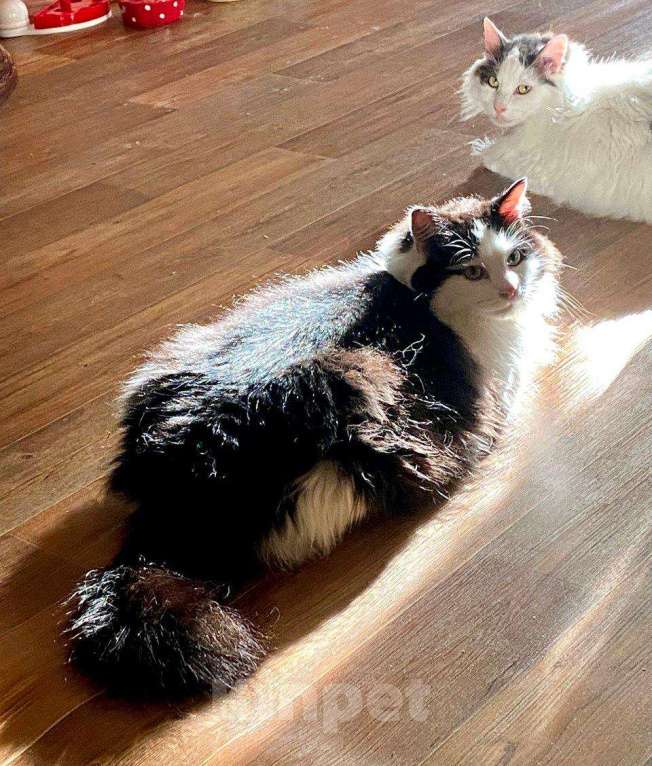 Кошки в Москве: Нежный пушистый красавец Рычардо Мальчик, Бесплатно - фото 4