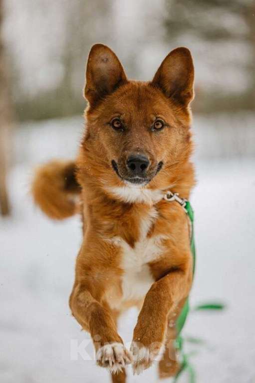Собаки в Москве: Рыжий лис Расти в добрые руки Мальчик, Бесплатно - фото 8