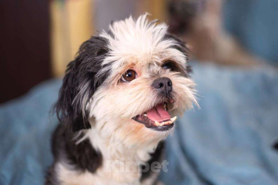 Собаки в Москве: Ши-тцу Шарик в добрые руки Мальчик, 1 руб. - фото 2