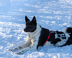 Собаки в Москве: Черно-белый рысак Энцо, 2 года.  Мальчик, Бесплатно - фото 4