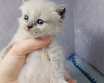 Кошки в Перми: Сибирский котенок Мальчик, Бесплатно - фото 1