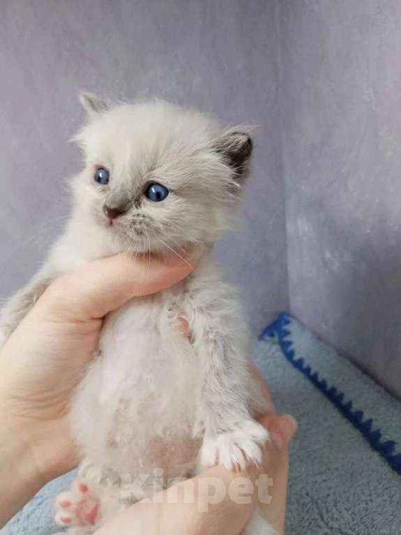 Кошки в Перми: Сибирский котенок Мальчик, Бесплатно - фото 1