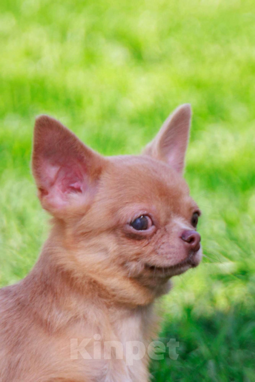 Собаки в Москве: Мальчик микро размера Мальчик, 27 000 руб. - фото 2