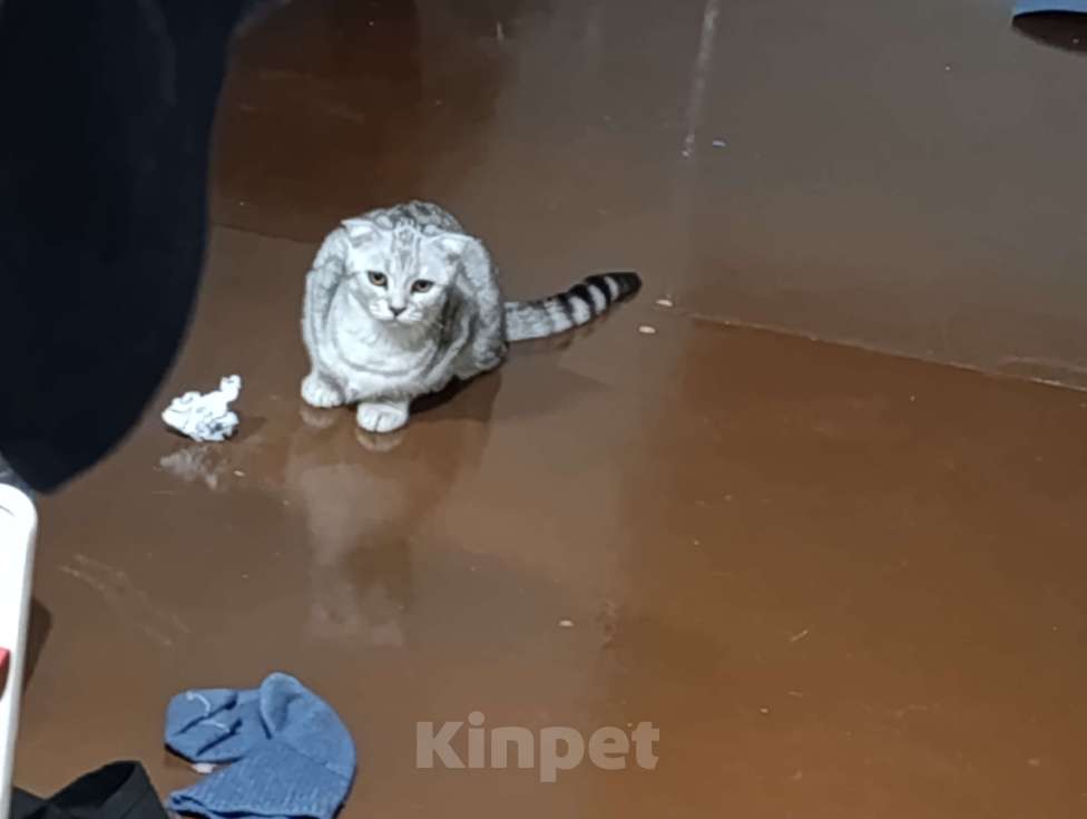 Кошки в Самаре: Плесень Девочка, Бесплатно - фото 1