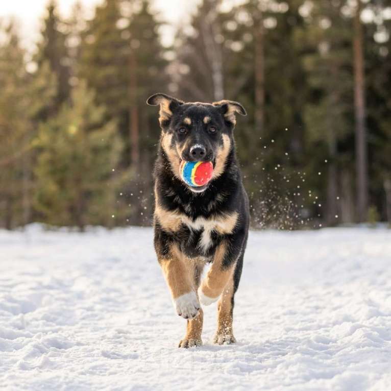 Собаки в Москве: щенок Грейс в добрые руки Девочка, Бесплатно - фото 8