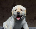 Собаки в Пушкино: Щенки Лабрадора Мальчик, 60 000 руб. - фото 4