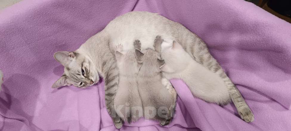 Кошки в Кропоткине: Котята меконгского бобтейла Девочка, 15 000 руб. - фото 1