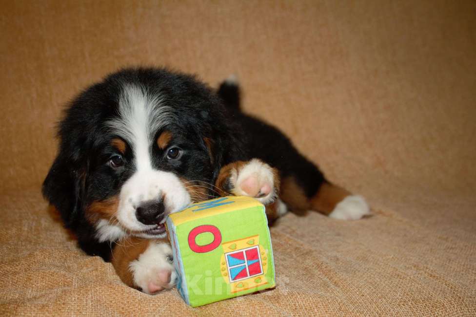 Собаки в других городах Московской области: Бернский зенненхунд Девочка, 120 000 руб. - фото 10