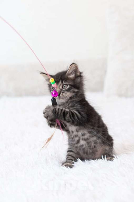 Кошки в Москве: Срочно ищут дом три малыша-солнышка.  Девочка, Бесплатно - фото 8