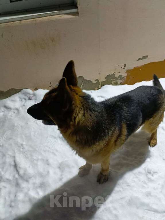 Собаки в других городах Тверской области: Добрые руки Девочка, Бесплатно - фото 3