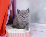 Кошки в Мурином: Британский котик голубого окраса   Мальчик, 30 000 руб. - фото 4