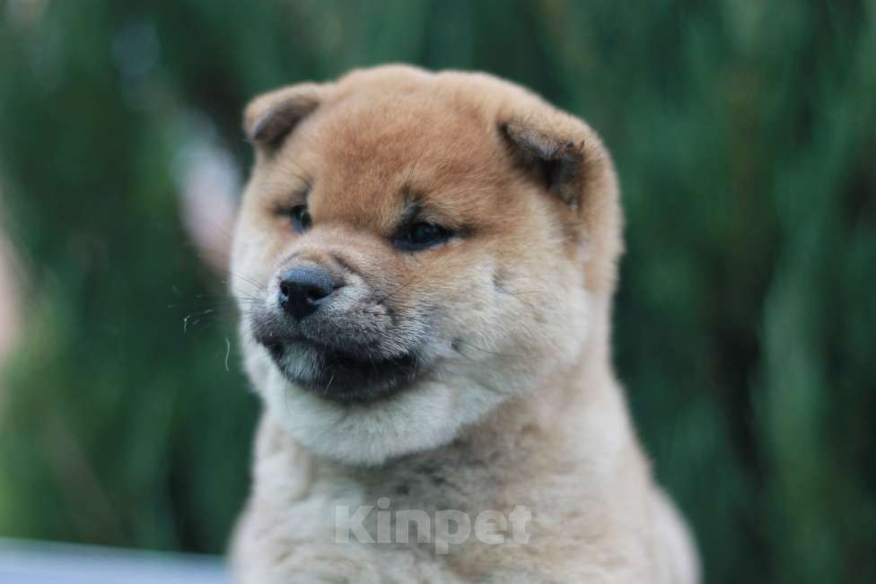 Собаки в Сергиеве Посаде: Сиба Ину девочка Девочка, 60 000 руб. - фото 7