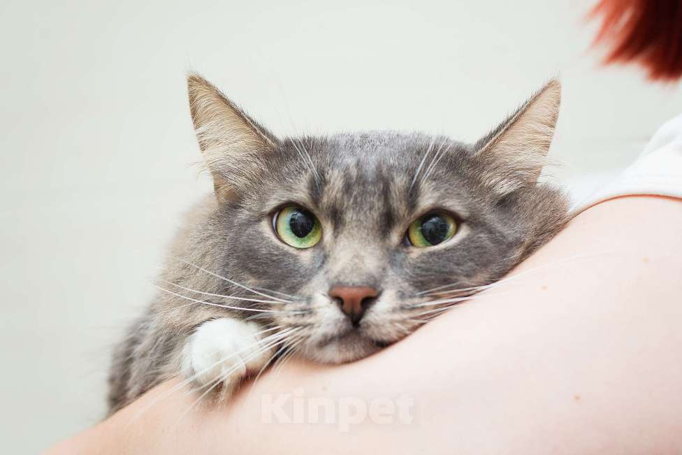 Кошки в Москве: Шпинель - робкий, но такой ласковый Мальчик, Бесплатно - фото 6