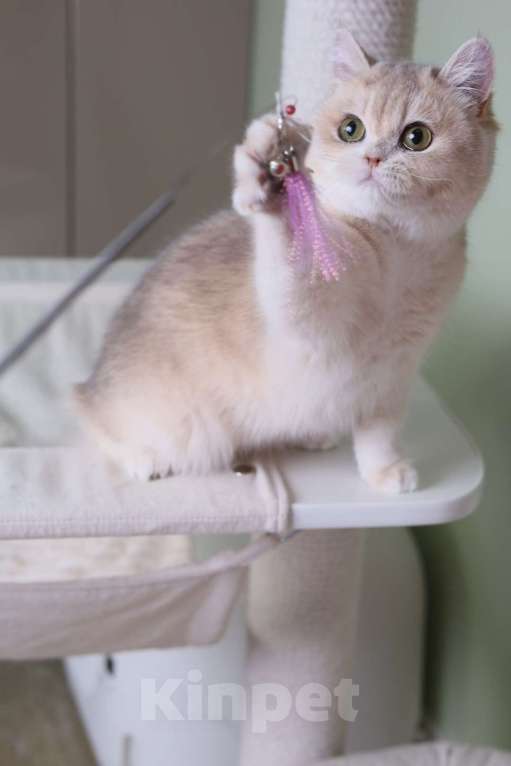 Кошки в Санкт-Петербурге: Британские котята Девочка, 80 000 руб. - фото 7