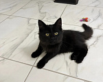 Кошки в Санкт-Петербурге: Черный котенок в добрые руки Мальчик, Бесплатно - фото 1