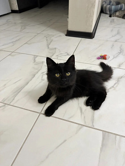 Черный котенок в добрые руки