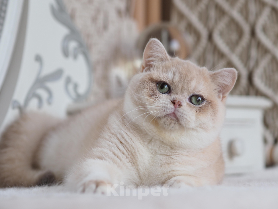 Кошки в Владивостоке: Британская кошечка Девочка, 50 000 руб. - фото 6
