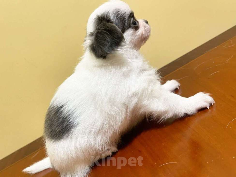 Собаки в других городах Московской области: Элитный щенок ЧихуахуаРФК из питомника Девочка, 100 000 руб. - фото 3