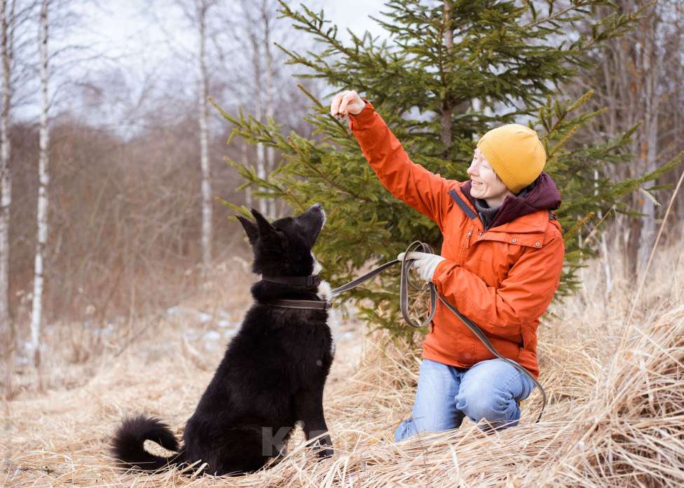 Собаки в Москве: Метис овчарки и лайки Мальчик, Бесплатно - фото 2