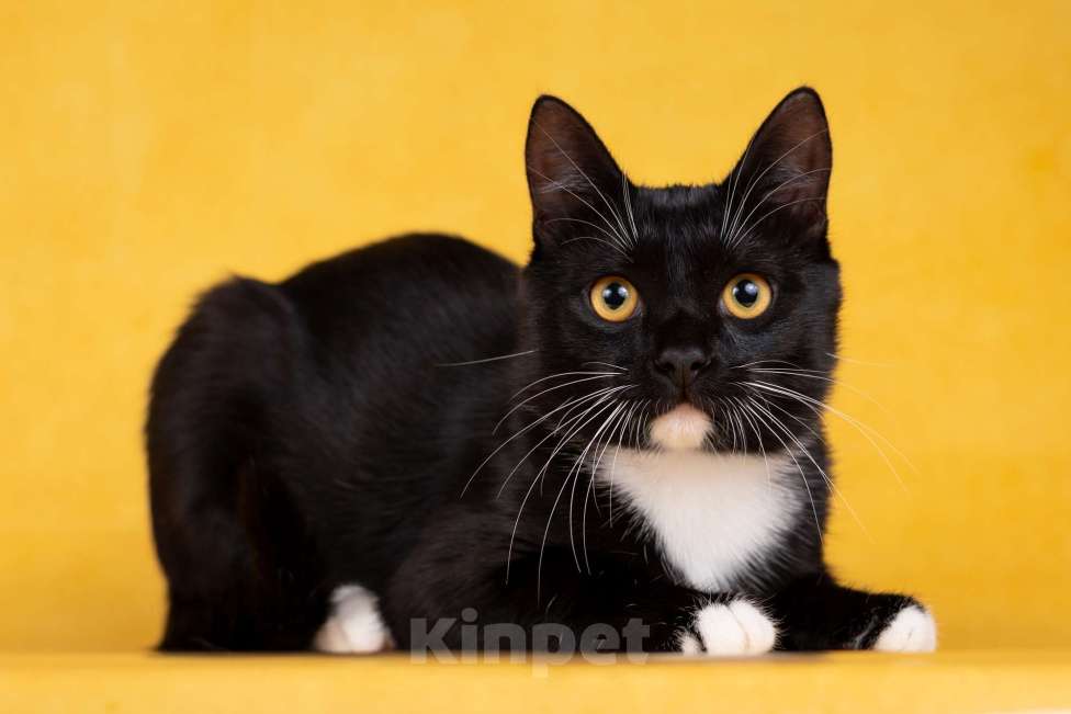 Кошки в Москве: Котенок Гансик в добрые руки Мальчик, Бесплатно - фото 1