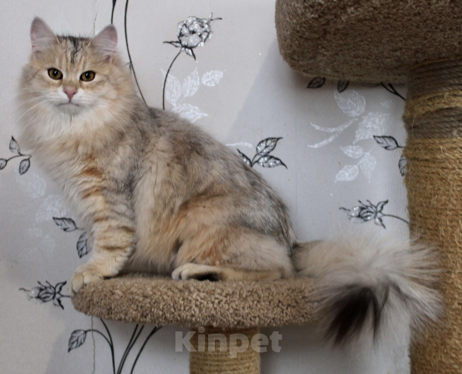 Кошки в Тюмени: Сибирский котёнок Мальчик, 50 000 руб. - фото 3