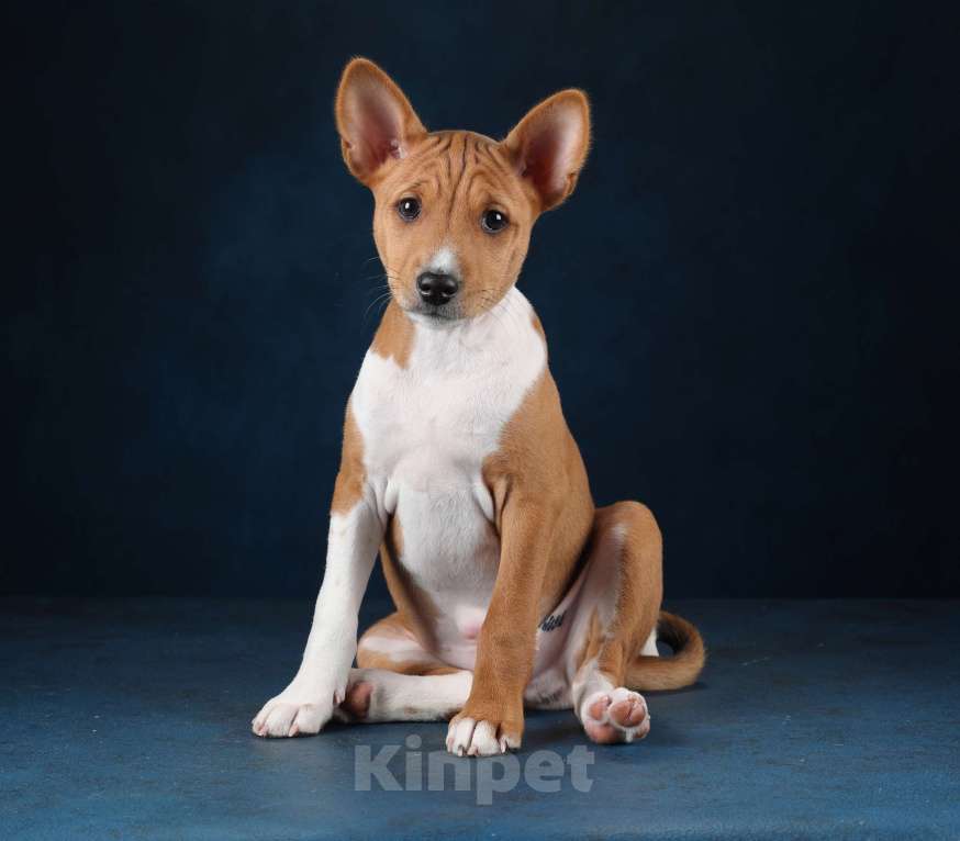 Собаки в Санкт-Петербурге: Щенки басенджи Мальчик, Бесплатно - фото 5