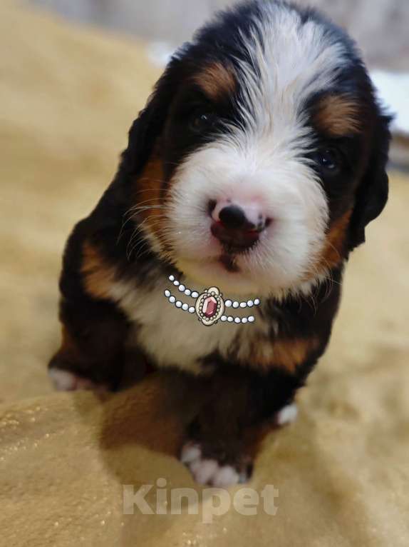 Собаки в Магнитогорске: Щенки Бернского Зенненхунда  Девочка, 50 000 руб. - фото 3