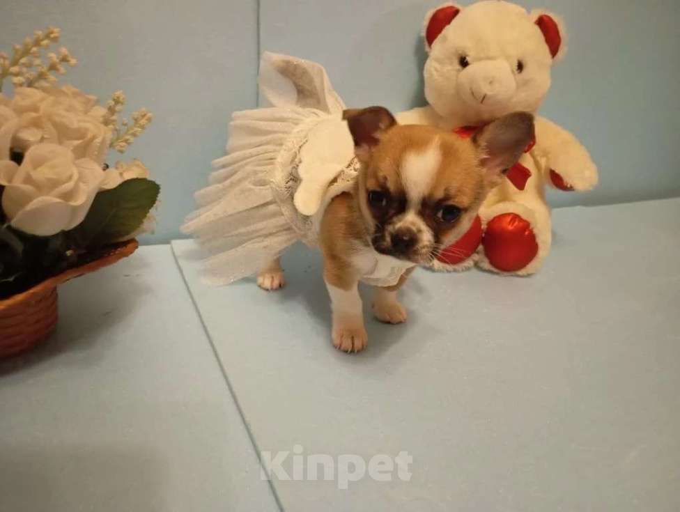 Собаки в Москве: Щенок чихуахуа, девочка Девочка, 50 000 руб. - фото 4