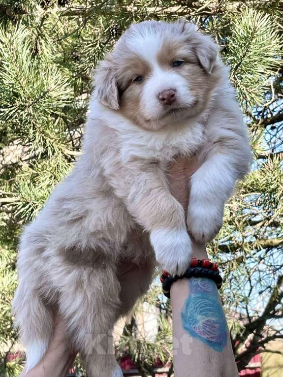 Собаки в других городах Ленинградской области: Австралийская овчарка щенки Мальчик, 80 000 руб. - фото 1