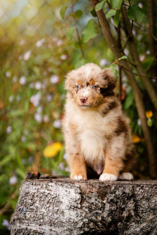 Собаки в Москве: Мальчик красный мрамор  Мальчик, Бесплатно - фото 3